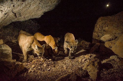 Once Thought Loners, Cougars Revealed to Have Rich Society