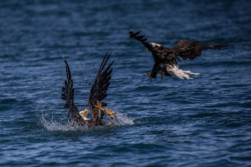 An eagle is perilously close to death. What would you do?