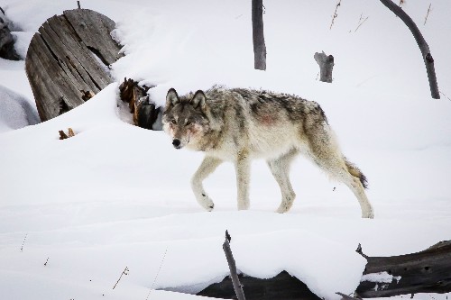 The 'Most Famous Wolf in the World' Lived Hard—and Died Tragically