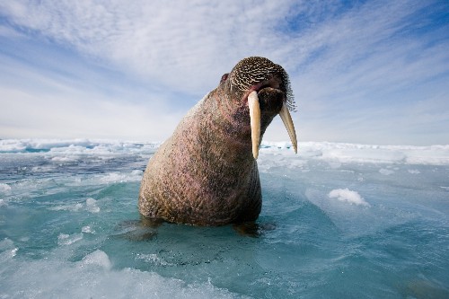 Unlike Footballs, These Animals Are Meant to Deflate