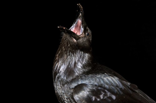 Do Crows Hold Funerals for Their Dead?