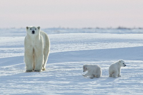 Annual Polar Bear Migration Under Way: How It Works and How Climate Change Could Be Impacting It