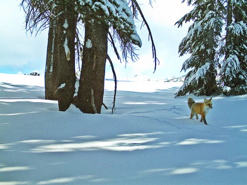 Extremely Rare Fox Seen in Yosemite—First Time in 100 Years