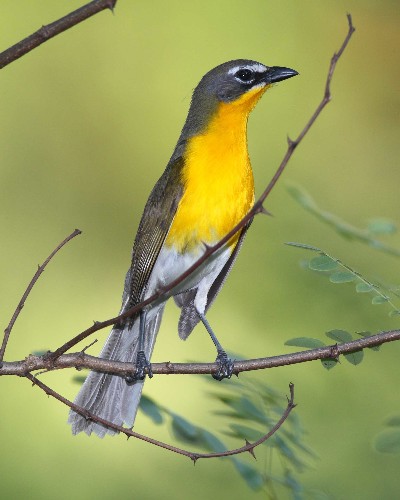 National Geographic's Favorite Bird Pictures