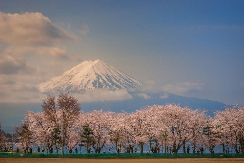 25 gorgeous photos of cherry blossoms