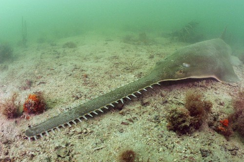 Rare Fish Performs "Virgin Births"—First Known in The Wild