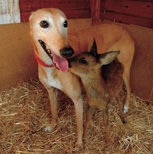 5 Amazing Stories of Devoted Dogs