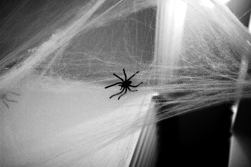 What Halloween Decorators Know About Spiders (Oddly, a Lot!)