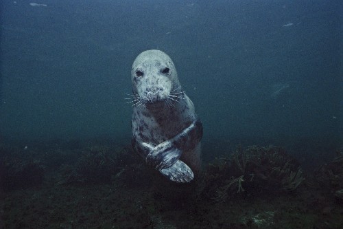 Cute Killers? Gray Seals Maul, Suffocate Seals and Porpoises, Studies Say