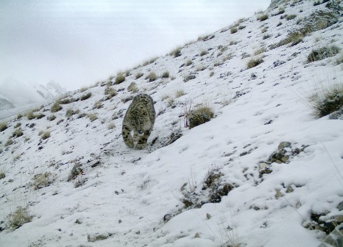 Rare Pictures: Snow Leopards Caught in Camera Trap
