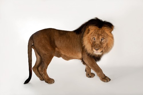 African Lion