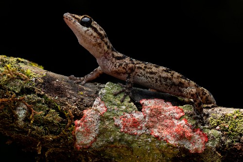 New leaf-toed geckos found living on remote volcano