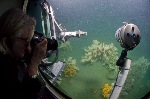 First-Ever Submarine Dive on Vancouver's "Living Fossils": Glass Sponge Reefs