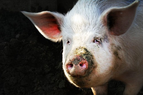Apocalypse Pig: The Last Antibiotic Begins to Fail