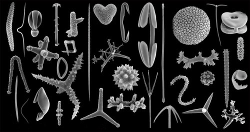 The Surprisingly Complicated Construction Work of Simple Sponges