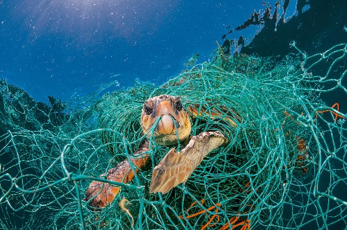 For Animals, Plastic Is Turning the Ocean Into a Minefield