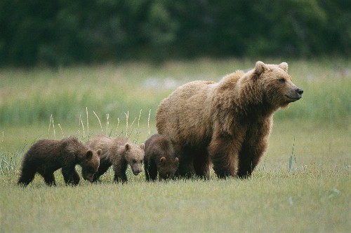 Viral bear video shows dark side of filming animals with drones