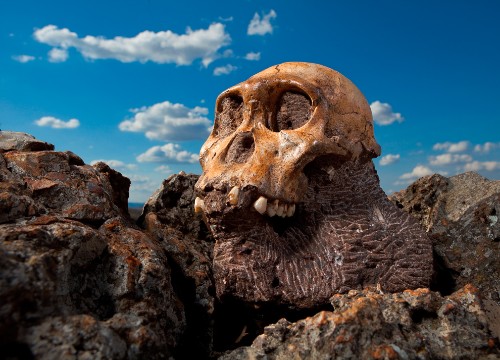 Human Ancestors Ate Bark—Food in Teeth Hints at Chimplike Origins