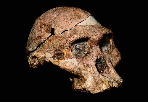 Human Ancestors May Have Used Tools Half-Million Years Earlier Than Thought