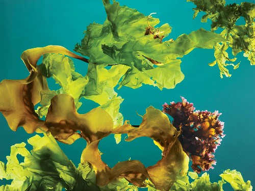 Seaweed 'forests' can help fight climate change