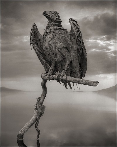 Unusual Pictures: "Calcified" Birds, Bats Found at African Lake