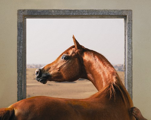 Horses Make Facial Expressions Just Like Humans