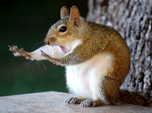 These Are the Funniest Animal Photos of 2018