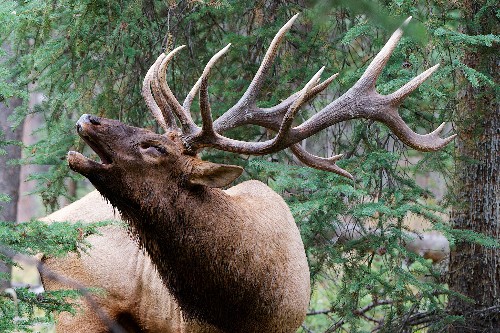Hear Elk Scream Like Demons From Lord of the Rings