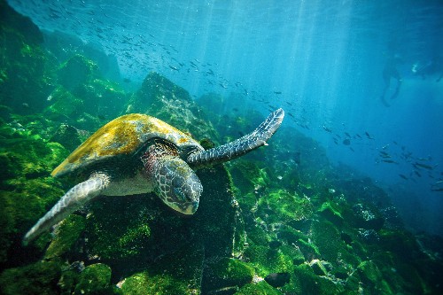 Dive Into the Wildlife-Rich Waters of the Galápagos