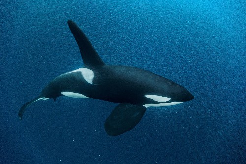 Mysterious Orcas Filmed Underwater for First Time