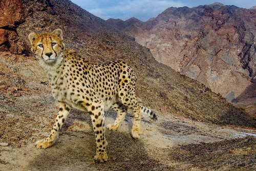 Jailed researchers trying to protect threatened cheetahs in Iran await verdict
