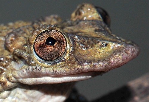 This Frog Uses Its Spiky Face to Deliver a Venomous Headbutt