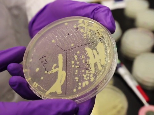 Scientists Move Closer to Inventing Artificial Life