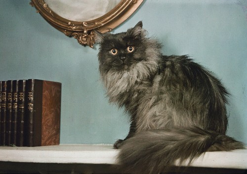 Cat in Space Would Join an Interstellar Menagerie