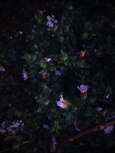 Indian Flower That Blooms Every 12 Years Under Attack