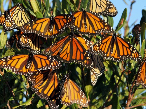 As Dwindling Monarch Butterflies Make Their Migration, Feds Try to Save Them