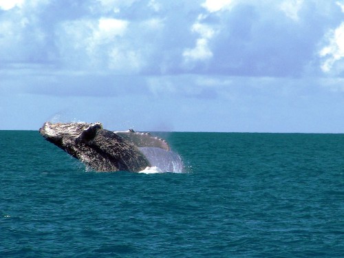 Sciencespeak: Whale Pump