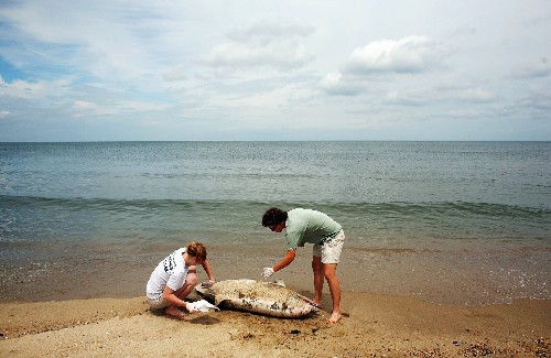 Why Are Dolphins Dying on East Coast? Experts Alarmed