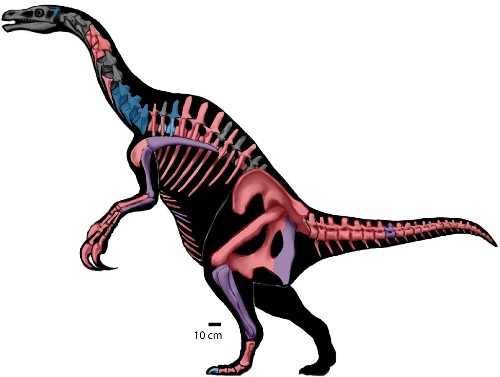 Paleo Profile: Nothronychus graffami