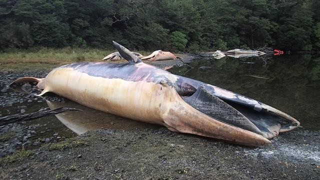 Time-lapse shows how 337 dead whales can reshape a landscape