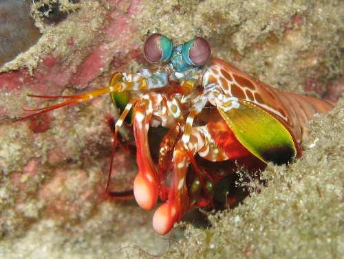 Why Mantis Shrimp Send Secret Messages Using Twisted Light