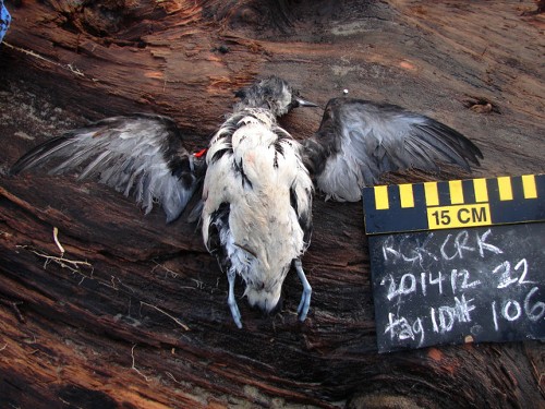 Mass Death of Seabirds in Western U.S. Is 'Unprecedented'