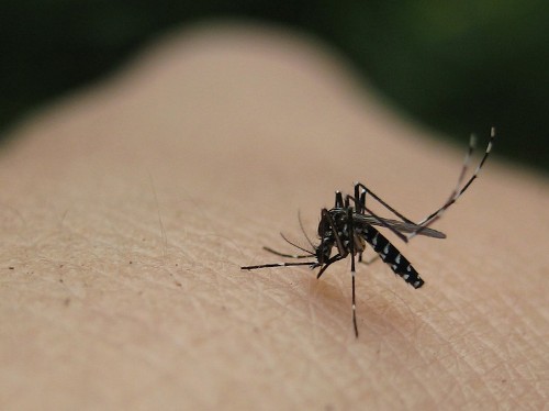 Unsuspecting U.S. Travelers Bring Novel Disease Home, And It Spreads