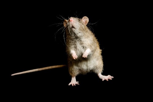 Maybe Rats Aren't to Blame for the Black Death