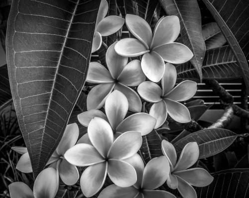 "Nature in Black and White" Story and Pictures