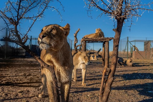 Exclusive: Inside a controversial South African lion farm
