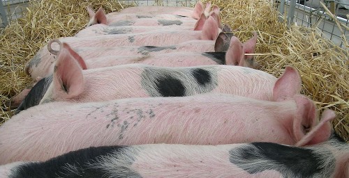 Deadly Pig Virus May Have Sneaked Into US On Reusable Bags