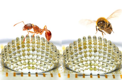 Insect-Eye Digital Camera Sees What You Just Did