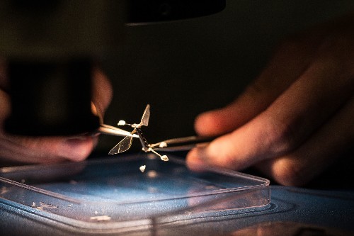 Engineer Sees Big Possibilities in Micro-robots, Including Programmable Bees