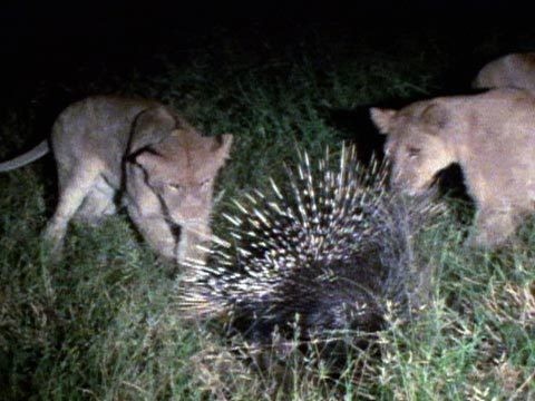 How Did Porcupine Repel 17 Lions? Explaining Viral Video